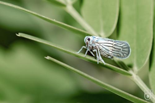 Nisia nervosa